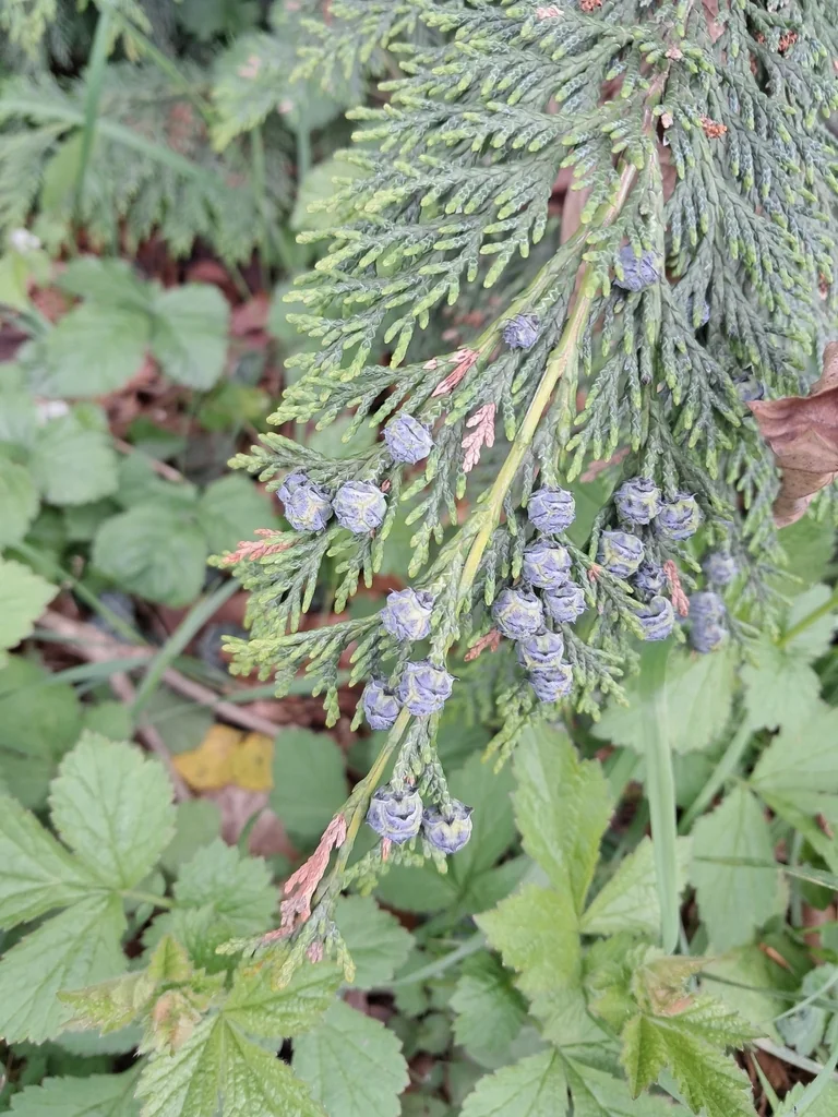 Chamaecyparis lawsoniana
