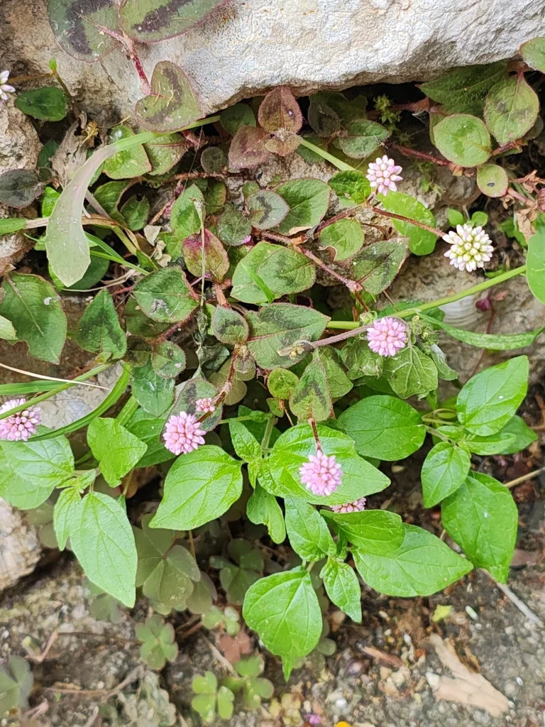 Persicaria Capitata