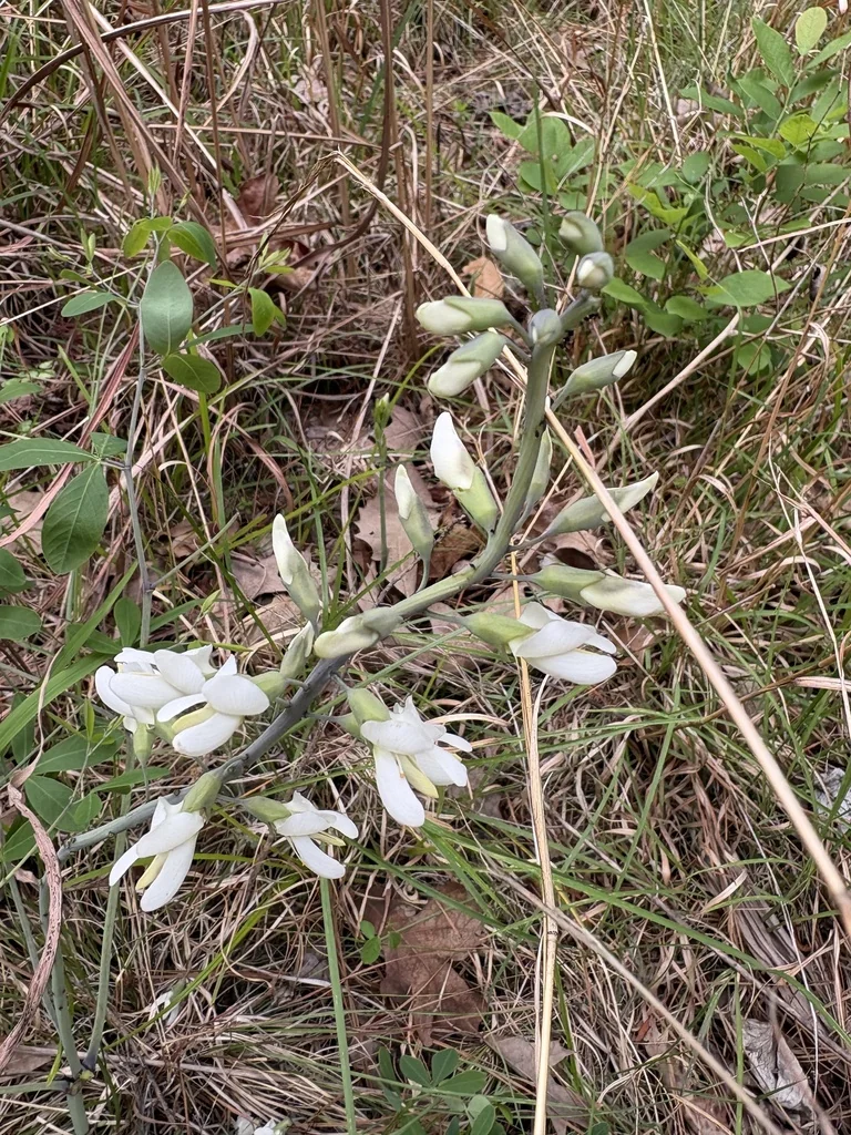 Baptisia Alba