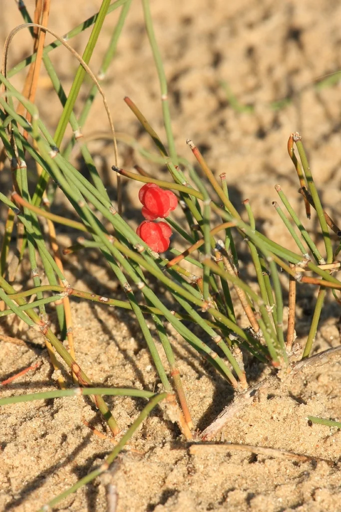 Ephedra Distachya