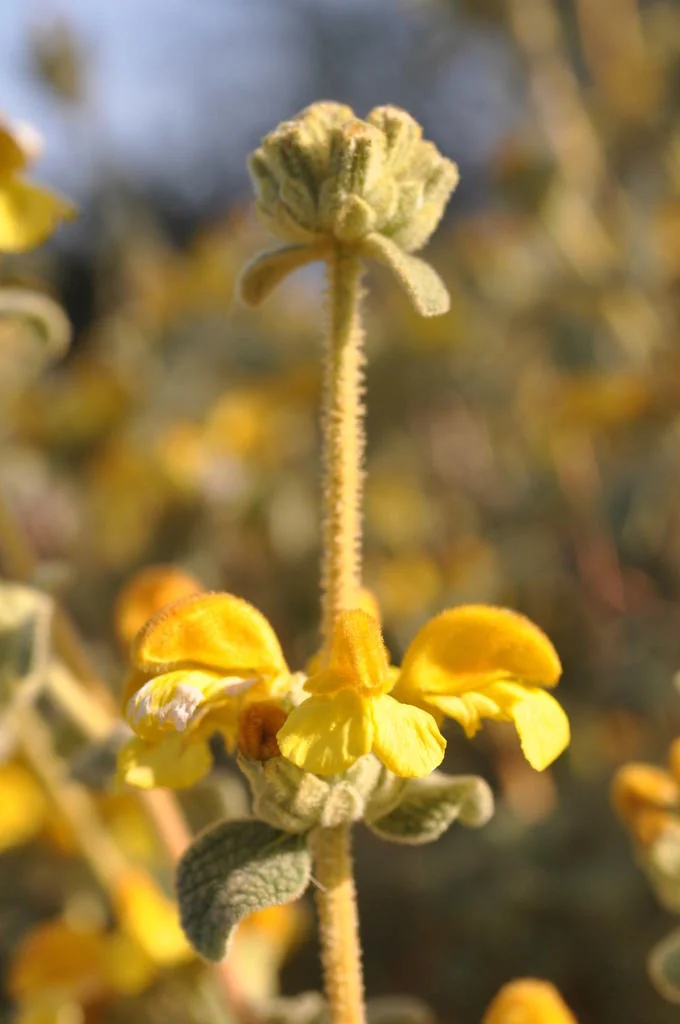 Phlomis Lanata