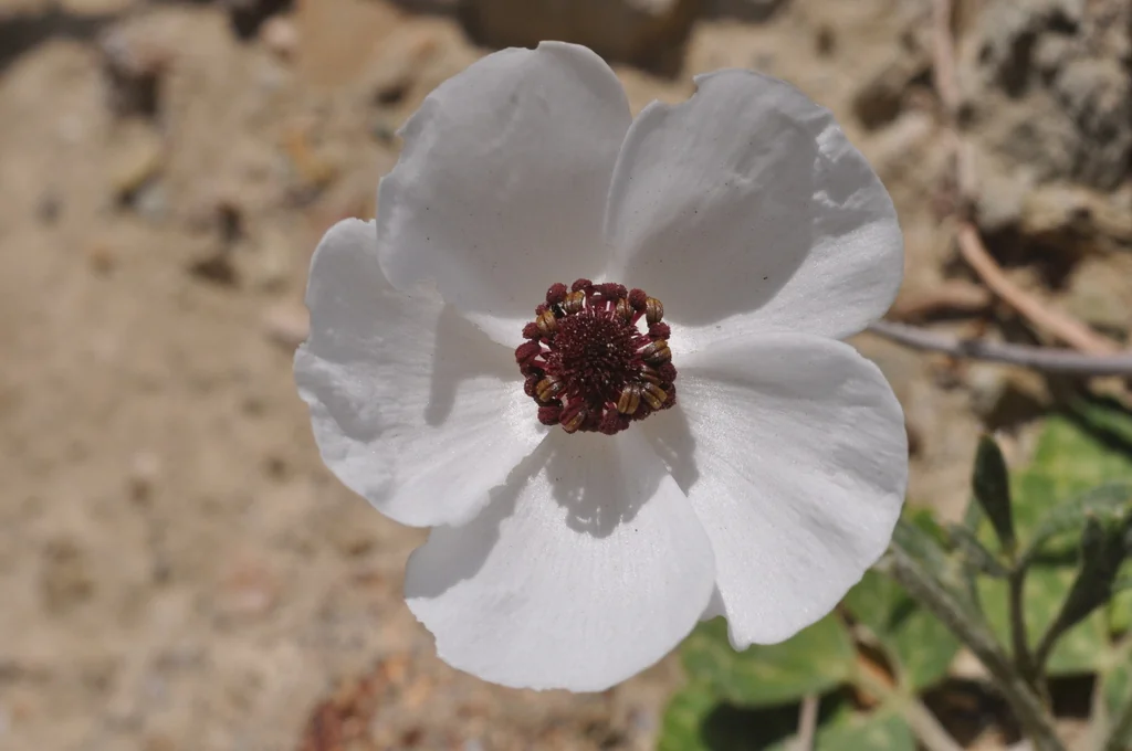 Ranunculus Asiaticus