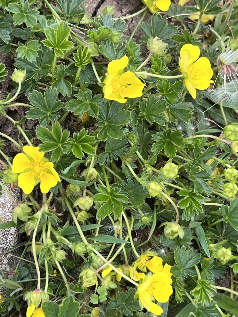 Potentilla Neumanniana