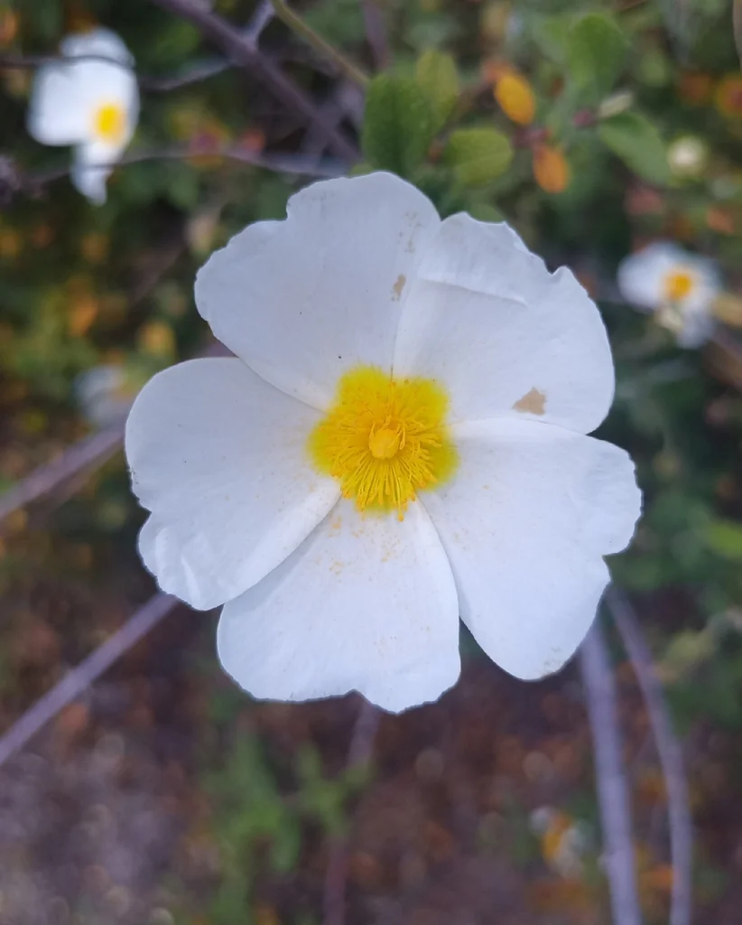 Cistus Salviifolius