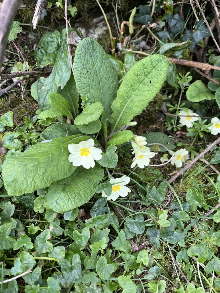 Primula vulgaris