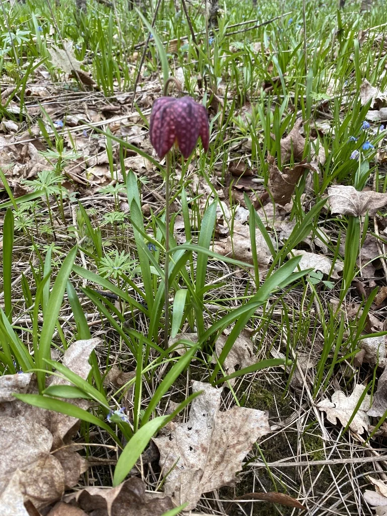 Fritillaria Meleagris