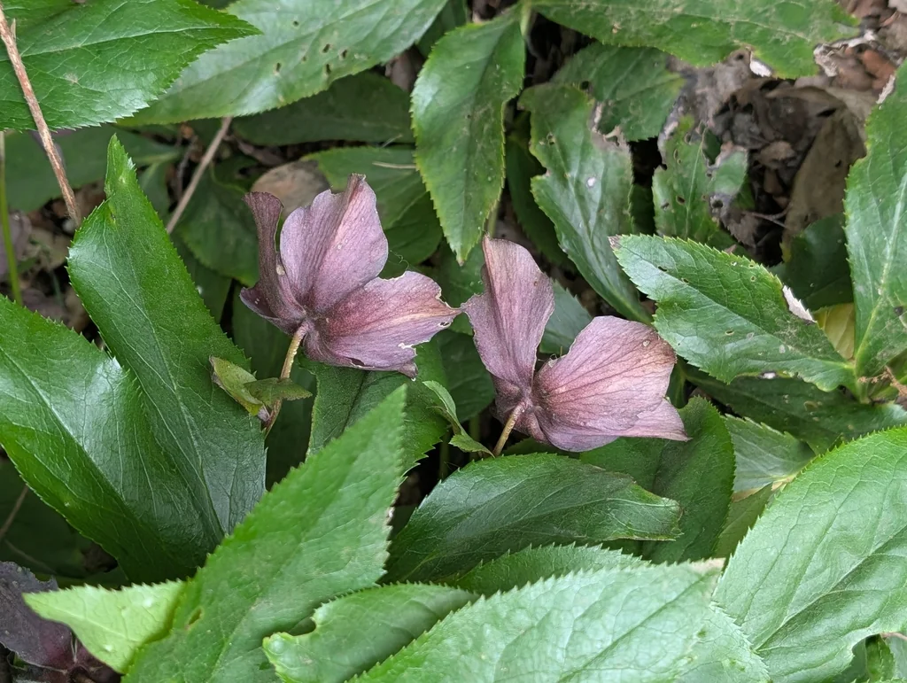 Helleborus Orientalis