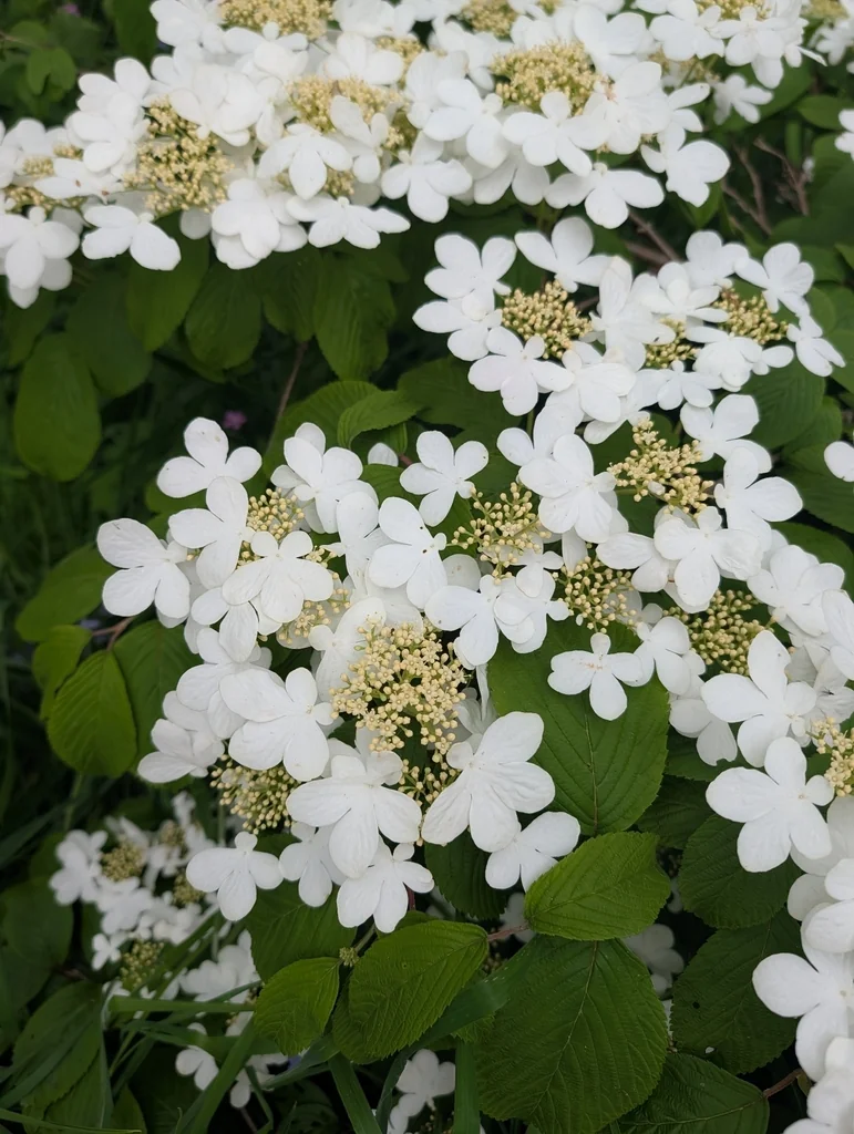 Viburnum Plicatum