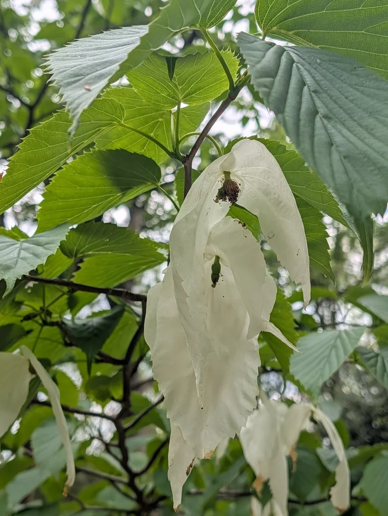 Davidia Involucrata