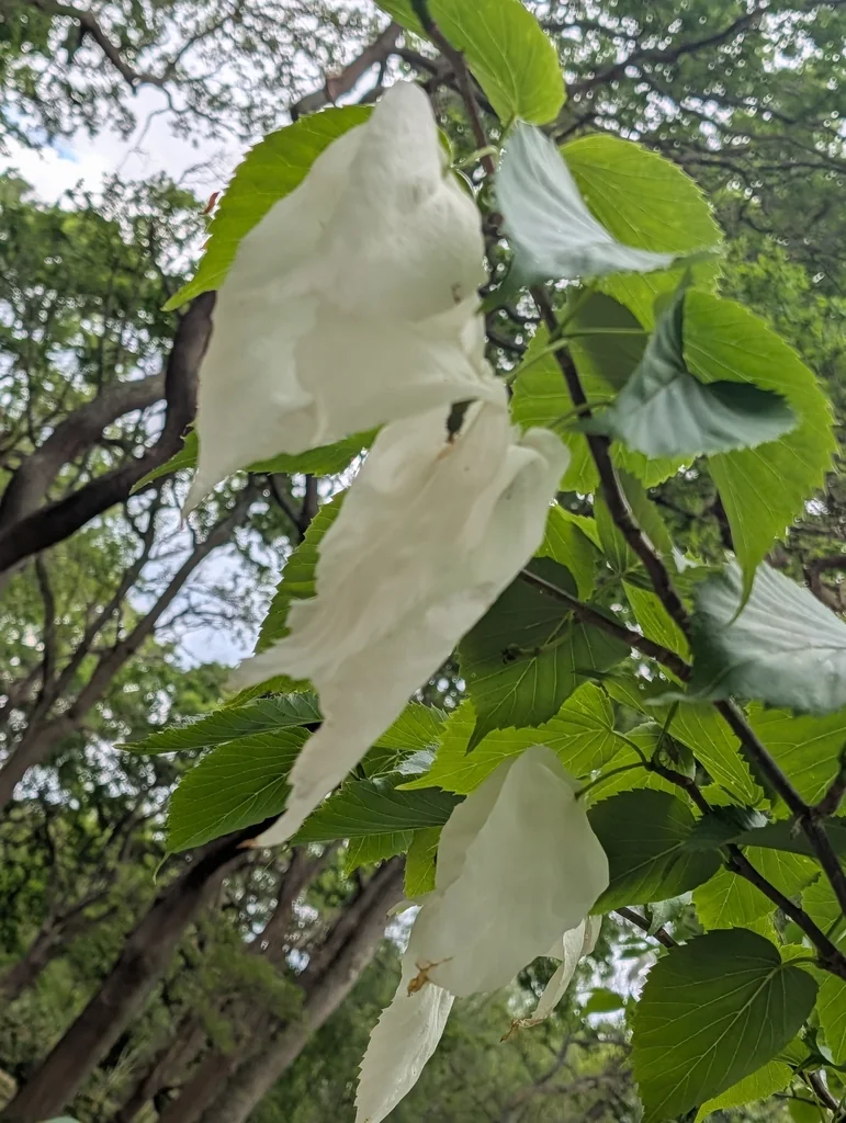 Davidia Involucrata