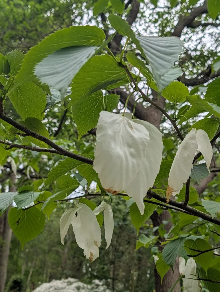 Davidia Involucrata