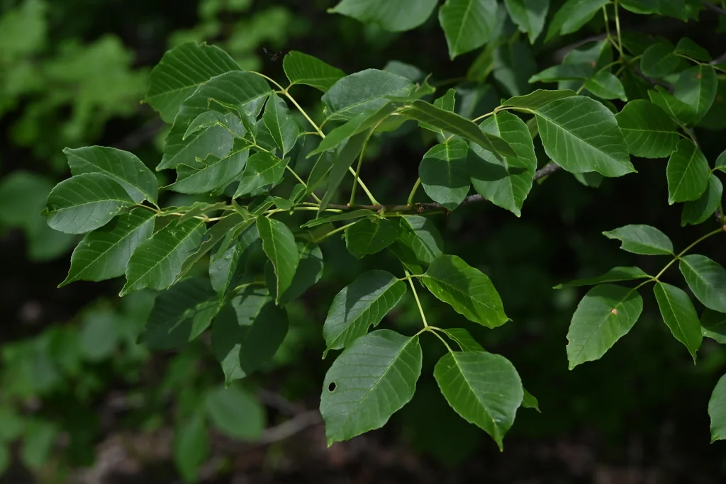 Fraxinus Texensis