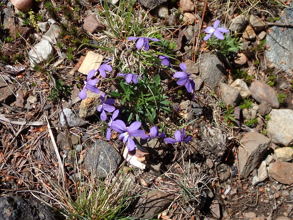 Viola Pedata