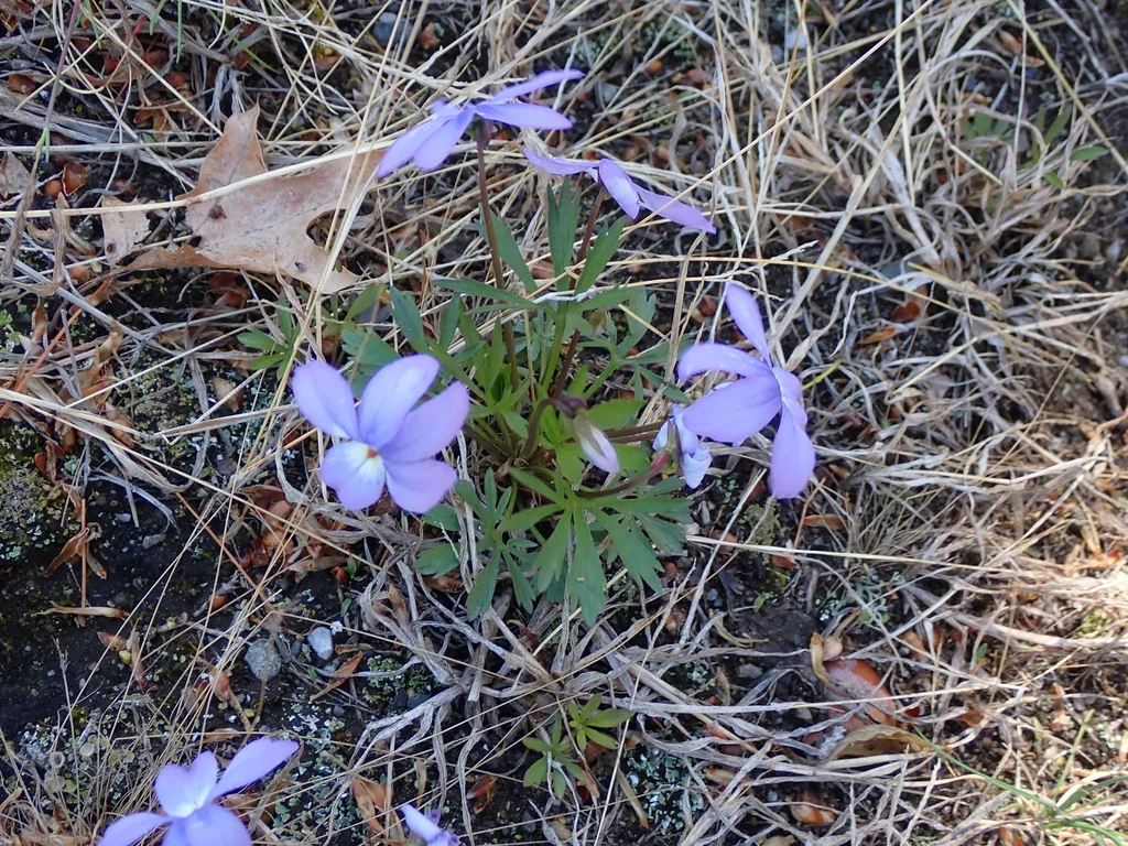 Viola Pedata