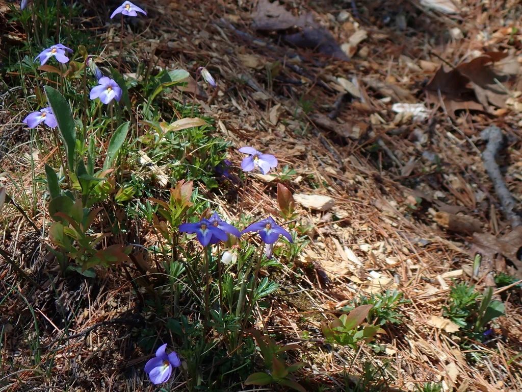 Viola Pedata