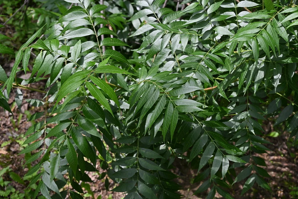 Pistacia Chinensis