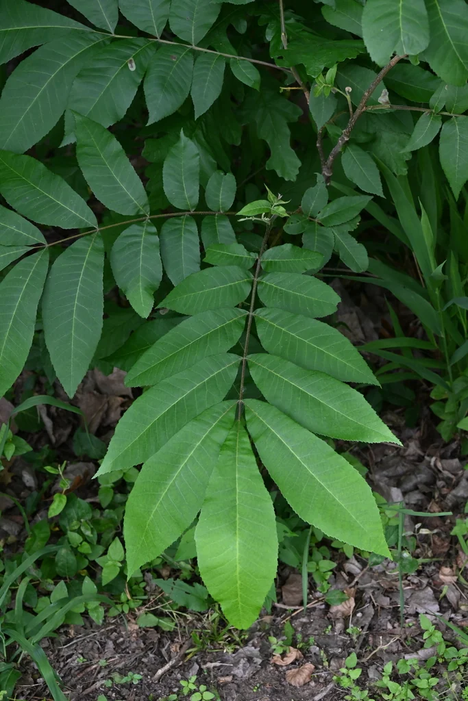 Carya illinoinensis