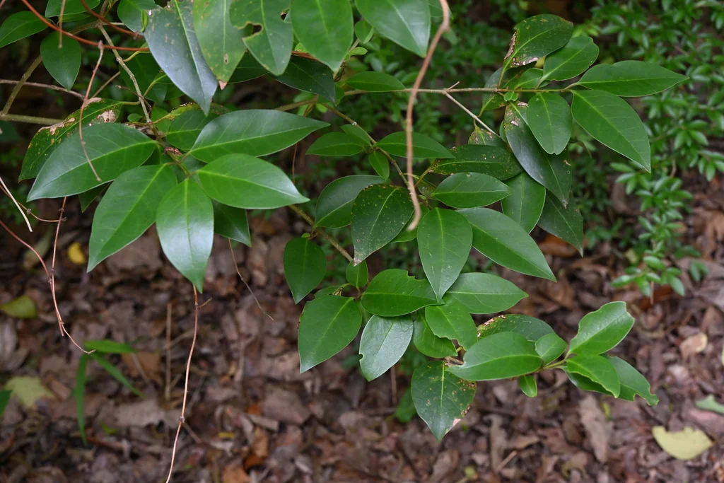 Ligustrum Lucidum