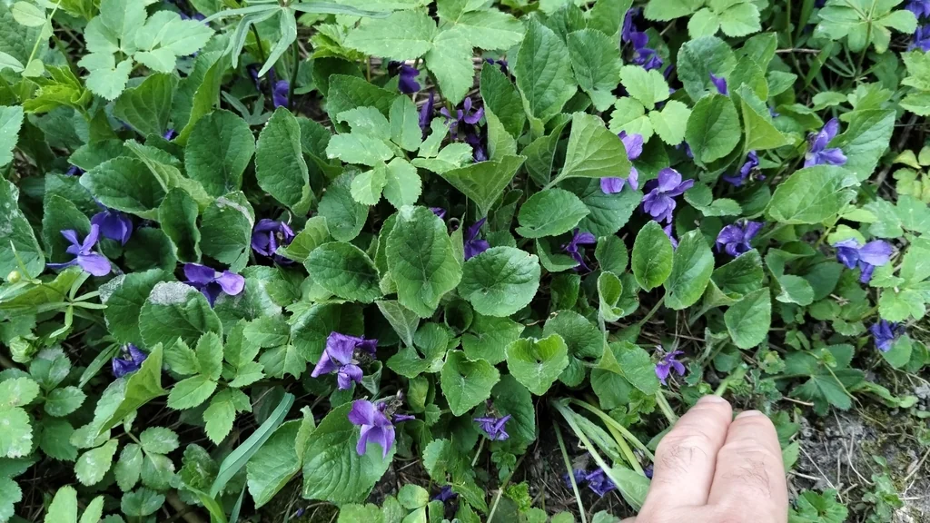 Viola Odorata