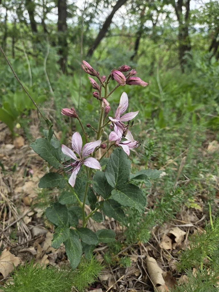 Dictamnus Albus