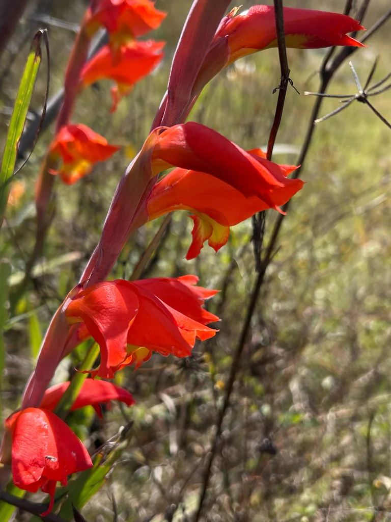 Gladiolus Dalenii