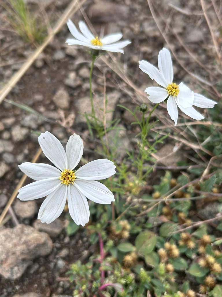 Cosmos Bipinnatus