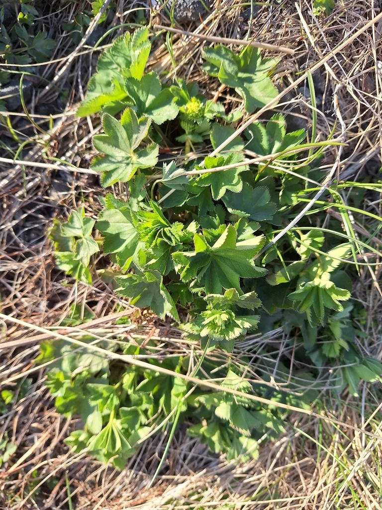 Alchemilla Mollis