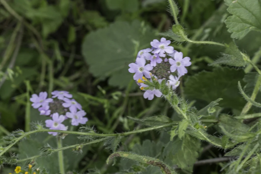 Verbena Gooddingii