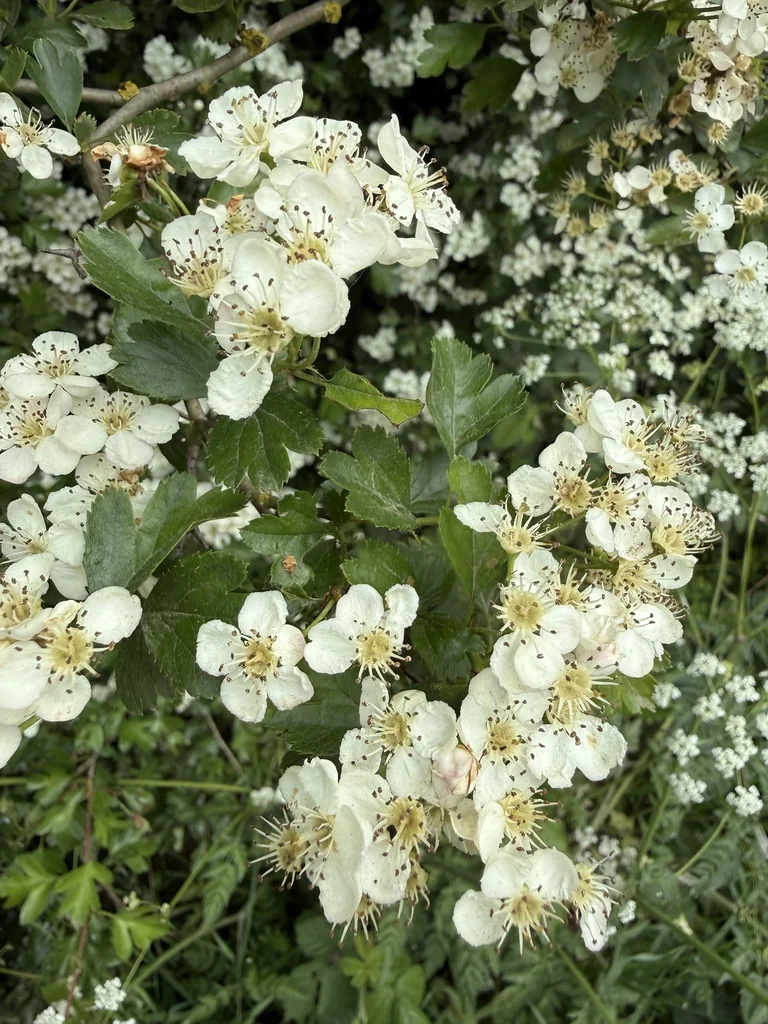 Crataegus Laevigata