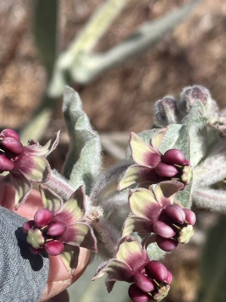 Asclepias Californica