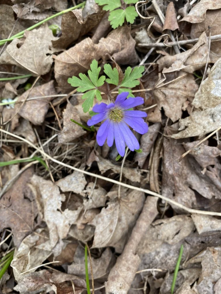 Anemone Blanda