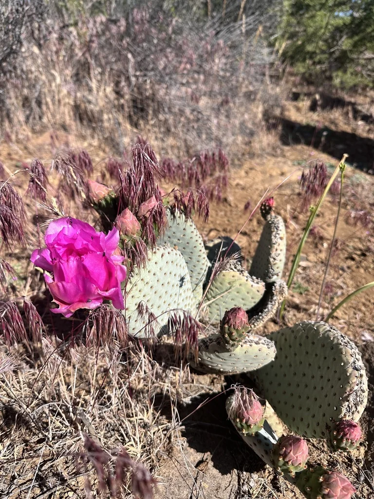 Opuntia Basilaris