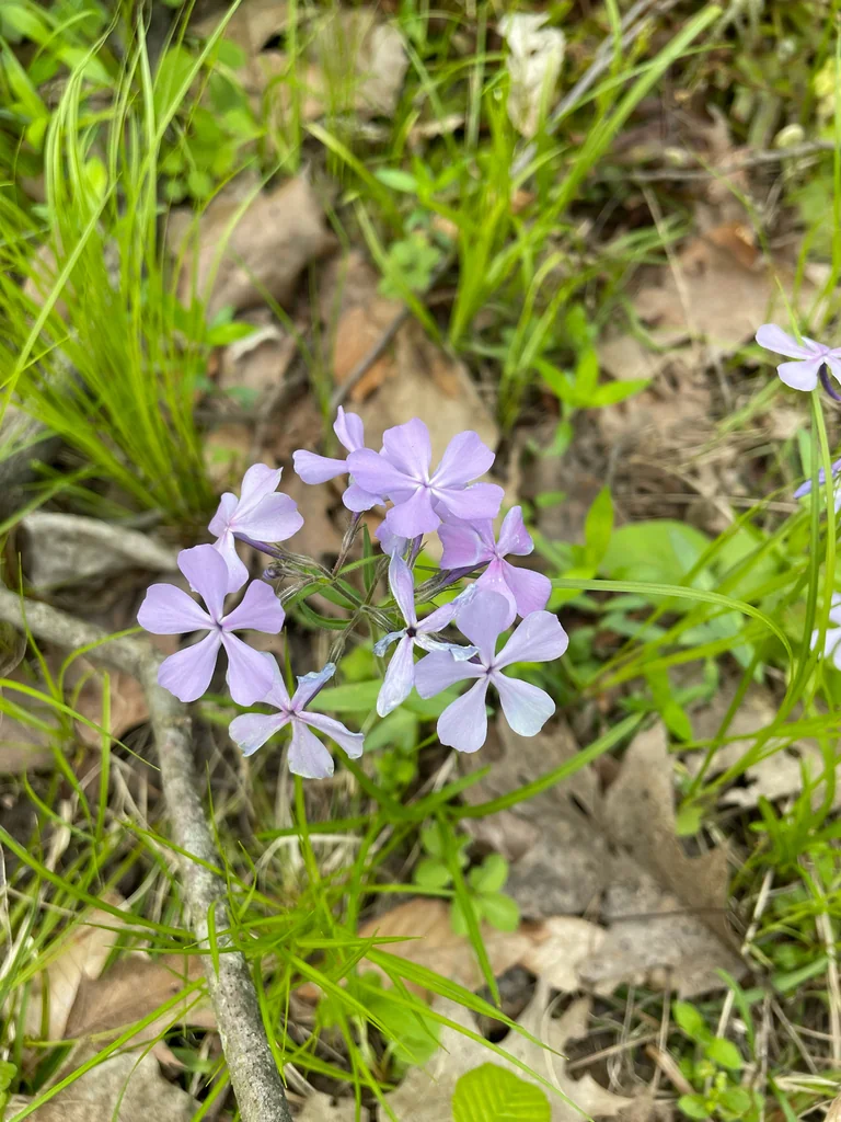 Phlox Divaricata