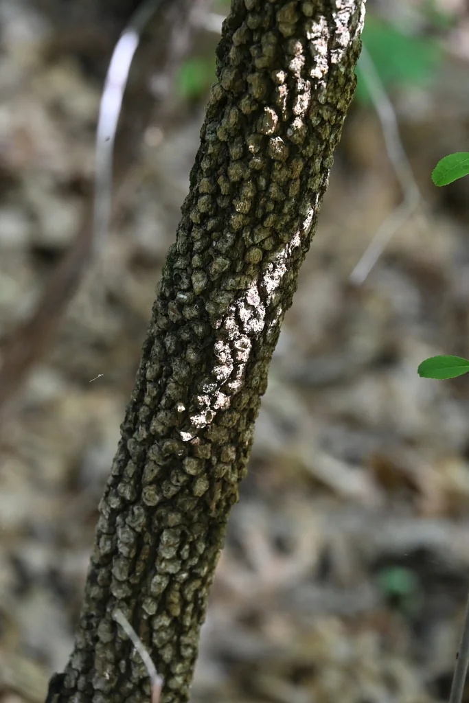 Viburnum rufidulum