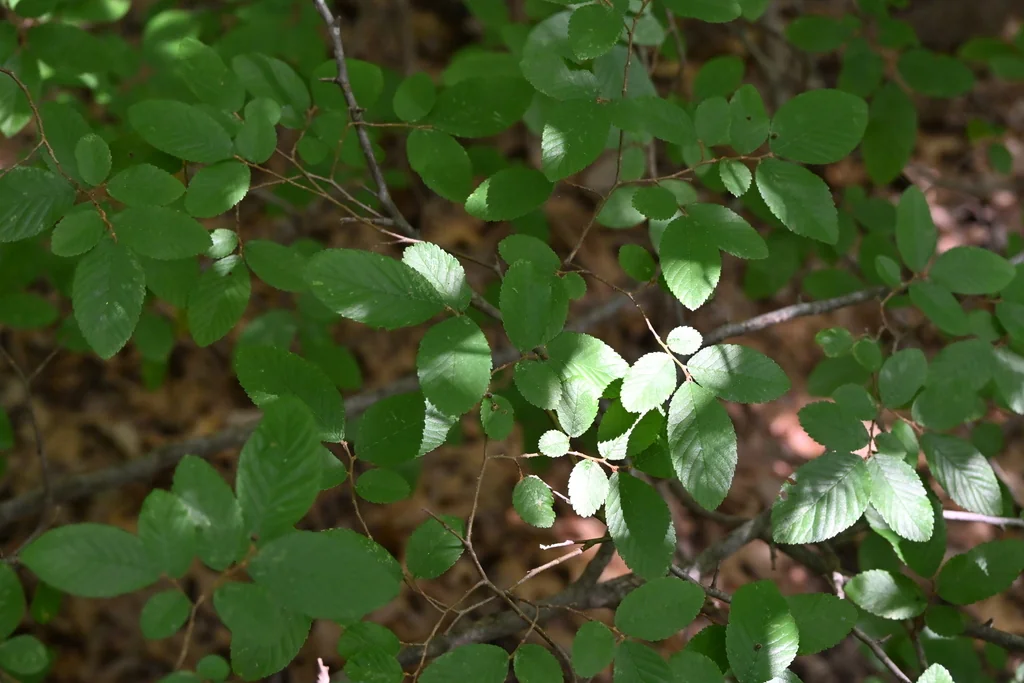 Ulmus Crassifolia