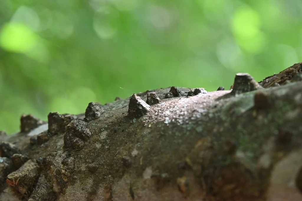 Zanthoxylum Clava-Herculis