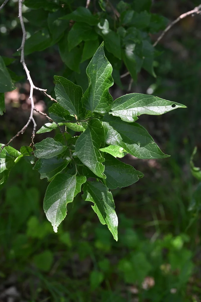 Celtis Laevigata