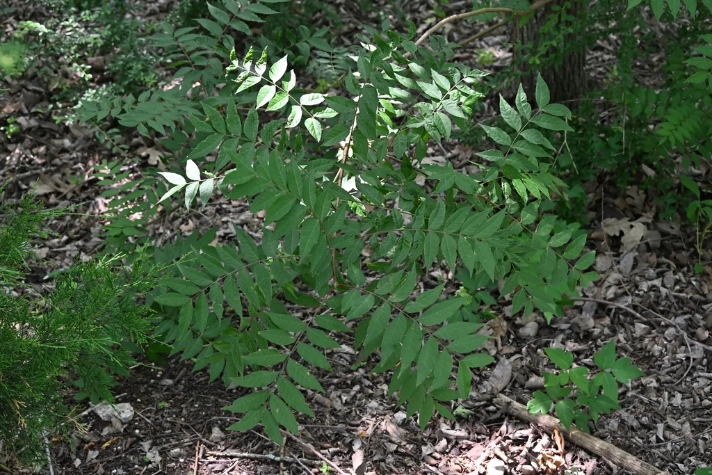 Pistacia Chinensis