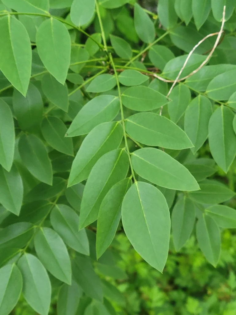 Styphnolobium Japonicum