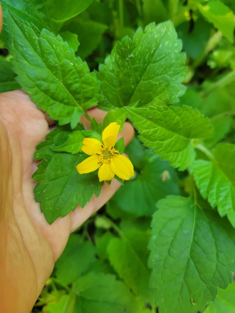 Chrysogonum Virginianum