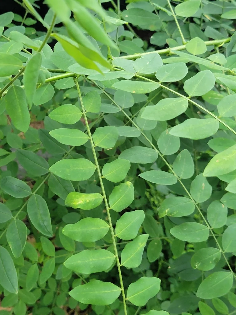 Styphnolobium Japonicum