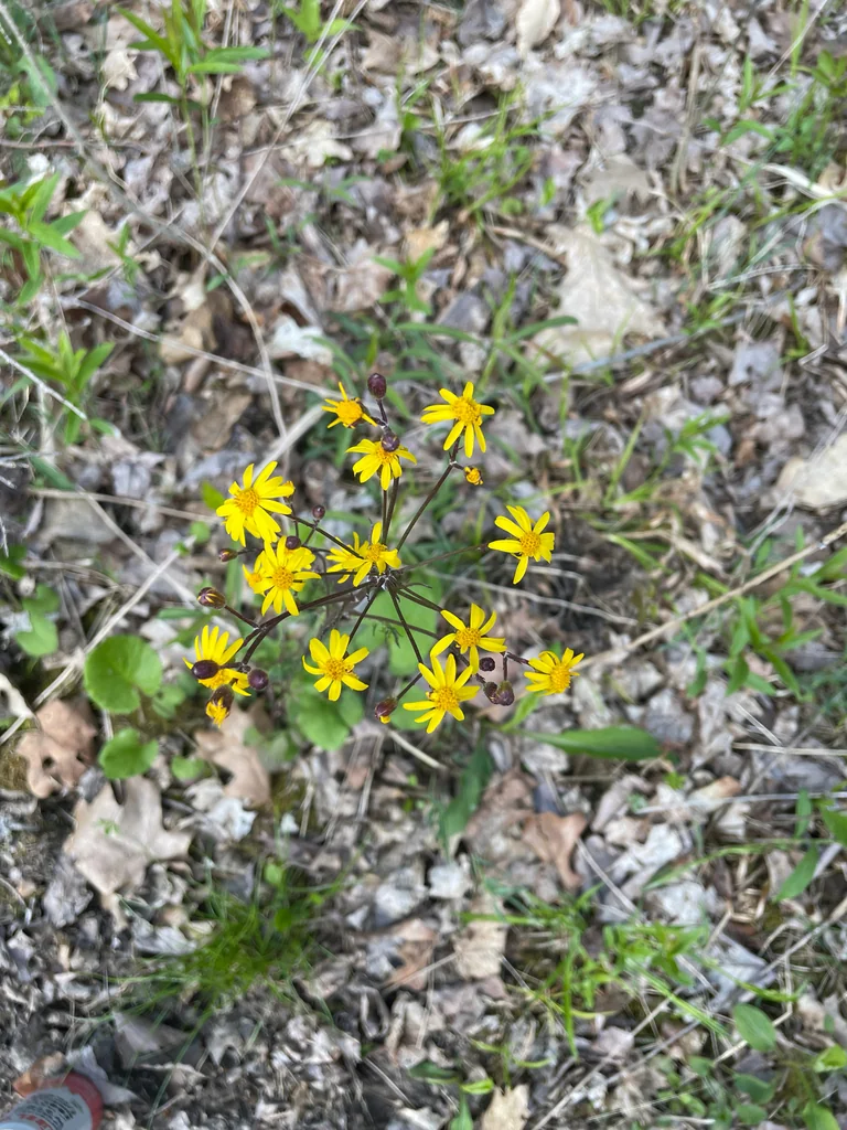 Senecio Aureus