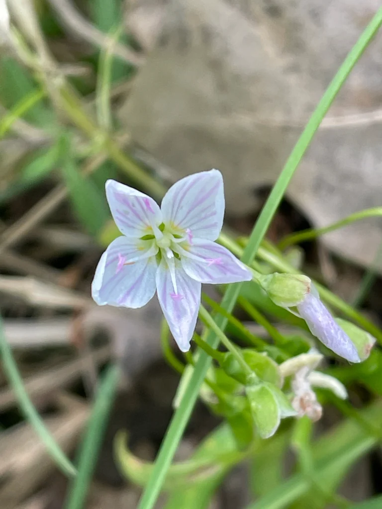 Claytonia Virginica