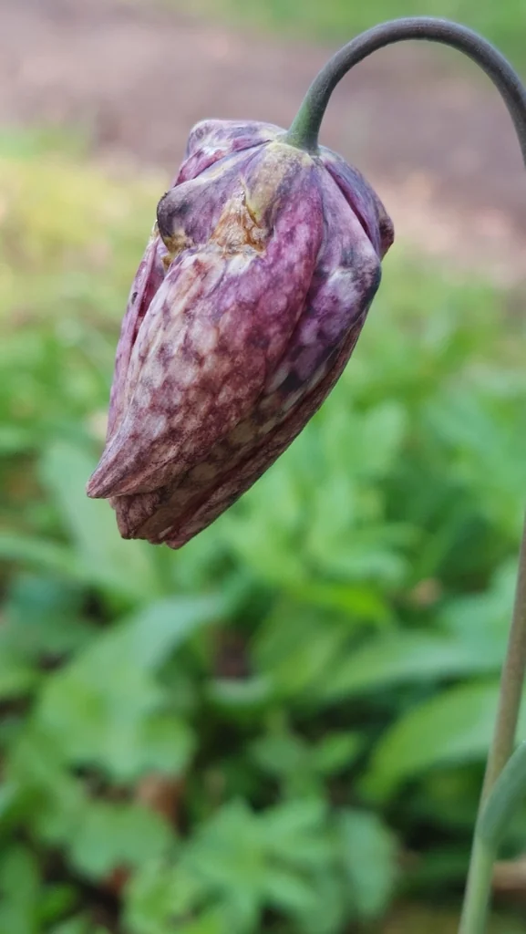 Fritillaria Meleagris