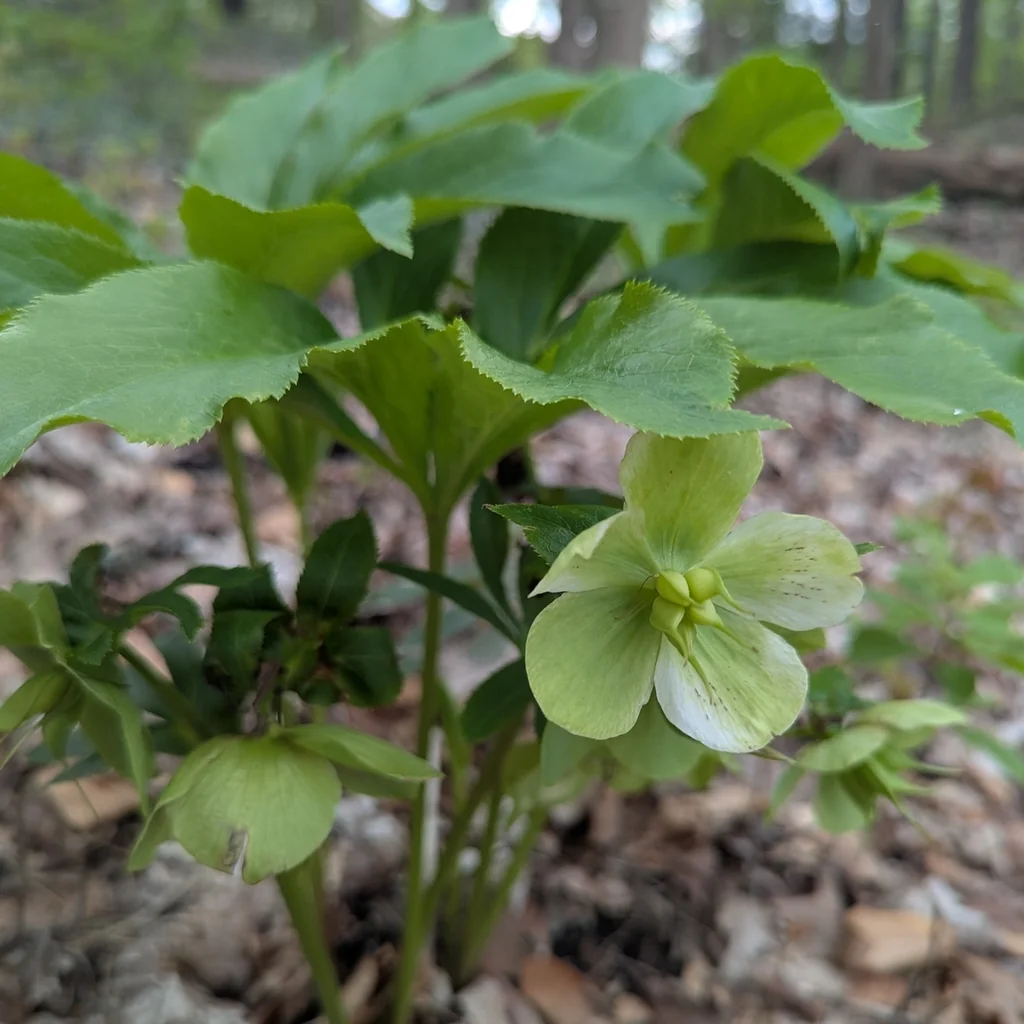 Helleborus Orientalis