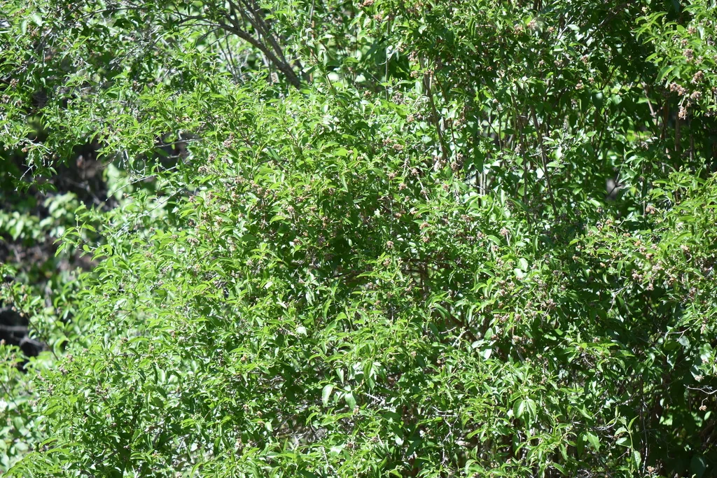 Philadelphus Lewisii