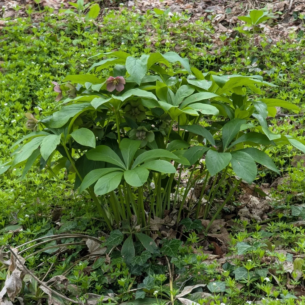 Helleborus Orientalis