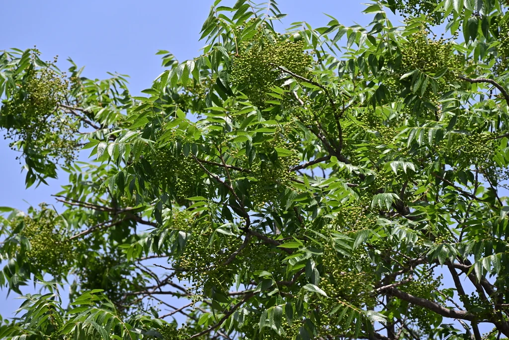 Pistacia Chinensis