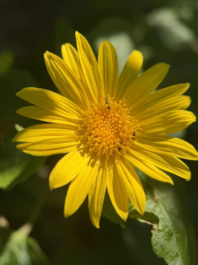 Venegasia Carpesioides