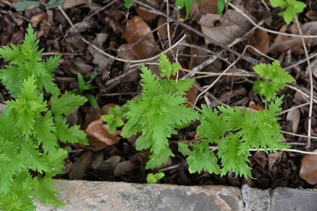 Conoclinium Greggii